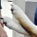 24시 황금동물의료센터 | 대구24시동물병원 찾다가 다녀온 강아지건강검진 황금동물의료센터