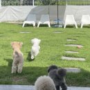 도그노크 이미지