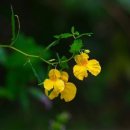 하늘향기 이미지