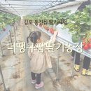 성화농장 | 김포 통진읍 딸기체험 | 더땡큐팜딸기농장 예약부터 체험까지