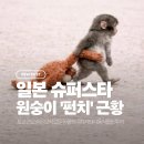 삼거리슈퍼 자판기 | [도쿄 여행] 이케아 인형 품을 떠난 아기 원숭이 '펀치' 근황 (이치카와시 동식물원)