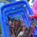 삼척항 해오름 민박 | 삼척항 활어회 회센타 산 오징어 시세(2025.07 첫째주) 및 부미수산 내돈내산 후기