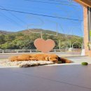 아로펫그루밍 이미지