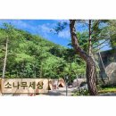 강원도동물위생시험소 | 강원도 글램핑 캠핑장 추천 소나무세상 깨끗함과 자연의 조화가 돋보인다
