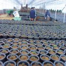 금송농장 이미지