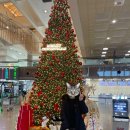 광령디오션펜션 민박 | 애견동반 제주도 여행코스 3박 4일