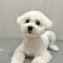 아이튼튼동물병원 이미지
