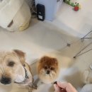 꼬리흔들 유치원 이미지