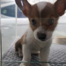 분당 요미독앤캣 강아지분양 고양이분양 이미지