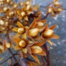 참죽나무 이미지