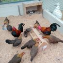 게임잉글리쉬 이미지