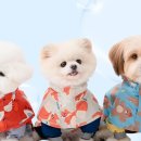 뽀송강아지 이미지