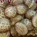 놀라운 자연재배 (버섯) 이미지