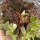 대구 서문시장 맛집 정다운숯불갈비