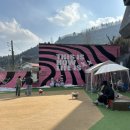 마이독스 이미지