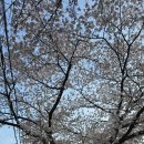 오지1세천 | (2025.4.12) 2025 대청호 벚꽃길 마라톤 완주 후기, 여자마라톤, 10km마라톤