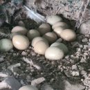 대장군농장 이미지