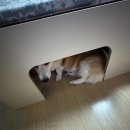 웨글루홈 | {맞춤제작 반려견 하우스, 강아지집}웨글루홈 주문제작 원목가구/똥개를 위한 내돈내산 주문제작 후기