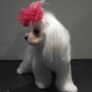 마스터그루밍클럽 이미지