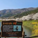 동구리 호수공원 | 화순 동구리호수공원 봄 벚꽃 수변 명소 &amp; 현지 맛집 완벽 가이드 2026 🌸