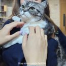 진격의 포차 | 일산 데이트코스 추천 포폴로피자 주말 웨이팅/피크커피 밤리단길 본점/진격의포차 내돈내산 방문 후기