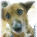 낭낭이네 이미지