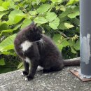 내강아지&내야옹이 이미지