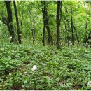 비비추공원 이미지