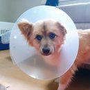 자인동물병원 이미지