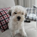 댕며들개 이미지