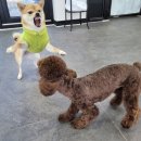 콩자반 애견유치원 이미지