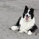 위즈동물메디컬센터 이미지