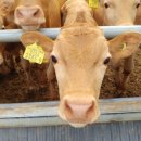 부동축사 이미지