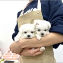 강아지분양 마이댕냥 일산점 이미지