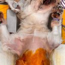 태백동물병원 이미지