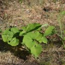 미리내캠프 이미지