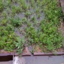 영세농장 이미지