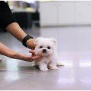 펫퍼스트 24시 강아지분양고양이분양 용인점 이미지