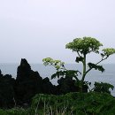 파도향기 이미지