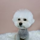 포포 데이케어 이미지