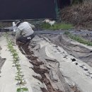 고래산농장 이미지