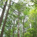 소백산오토캠핑장 이미지