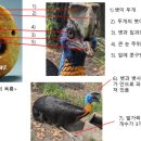 이산중기 - 평택시 만세로 1463 | 흑피옥/홍산옥기의 오금(烏金, 옥룡, 옥결)의 기원