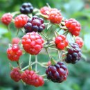 (주)우리생약 이미지