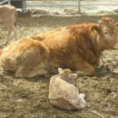 가래울농장 이미지