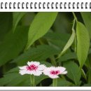 심스캐빈 이미지