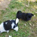 까망 곰 젤리 이미지