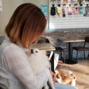 모찌네호캉스 | 수진역애견카페 | 성남애견호텔 | 모찌네호캉스 나의 첫 애견카페 후기