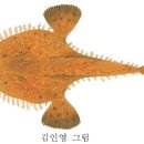 어류도감 - 아귀目 - 아귀科 - 황아귀 이미지