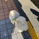 마이온리댕댕